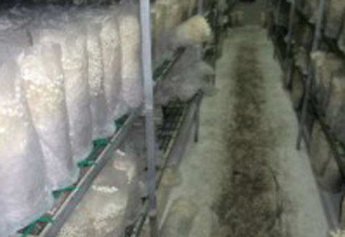 Bagged golden Shiitake