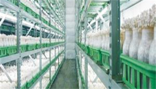 食用菌的生長(zhǎng)條件及保鮮方法